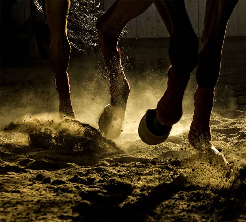 Cheval sur du sable équestre vicat